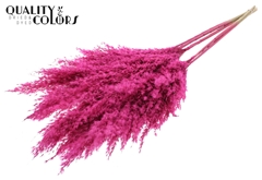 Pampas 1m Fr Cerise 100cm