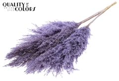 Pampas 1m Fr Milka 100cm