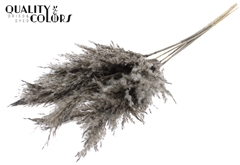 Pampas 1m Fr Gray 100cm