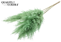 Pampas 1m Fr Mint 100cm