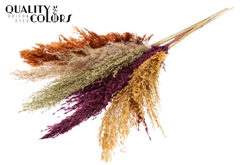 Pampas 1m Pumpk Spice 100cm