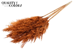 Pampas 1m Coral 100cm