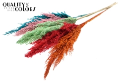 Pampas 1m Summer Sorbet 100cm