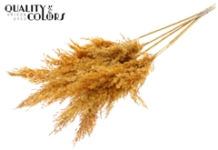 Pampas 1m Apricot 100cm