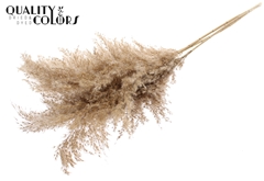 Pampas 1m Natural 100cm