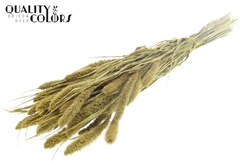 Setaria Metal Yellow 70cm 200gram