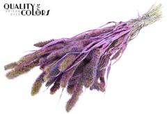 Setaria Bico Milka 70cm 200gram