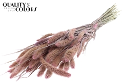 Setaria Pearl Pink 70cm 200gram