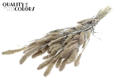 Setaria Pearl White 70cm 200gram