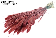 Setaria Pearl Coral 70cm 200gram