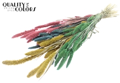 Setaria Pastel Prism 70cm 200gram