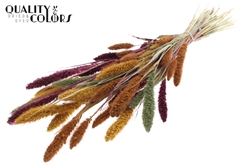 Setaria Pumpk Spice 70cm 200gram