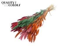 Setaria Mixed Sorbet 70cm 200gram