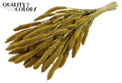 Setaria Yellow 70cm 200gram