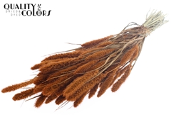 Setaria Terra 70cm 200gram