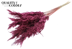 Pampas 70cm Bordeaux 70cm