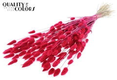 Lagurus Pr. Cerise 70cm 100gram