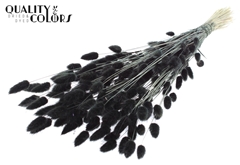 Lagurus Pr. Black 70cm 100gram