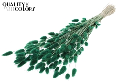 Lagurus Pr. Green 70cm 100gram