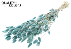 Lagurus Pr. Li. Blue 70cm 100gram