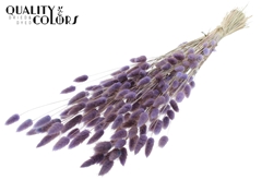 Lagurus Pr. Milka 70cm 100gram
