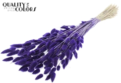 Lagurus Pr. Purple 70cm 100gram