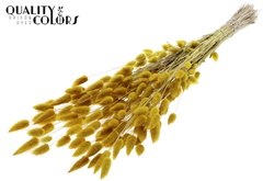 Lagurus Pr. Yellow 70cm 100gram