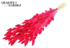 Lagurus Pr. Bl. Cerise 70cm 100gram