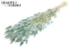Lagurus Pr. Bl. Li. Blue 70cm 100gram