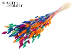 Lagurus Pr. Bl. Neon D 70cm 100gram