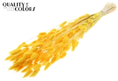 Lagurus Pr. Bl. Yellow 70cm 100gram