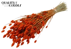 Phalaris Orange 60cm 220gram