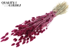 Phalaris Lilac 60cm 220gram