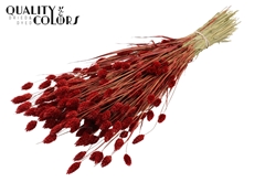 Phalaris Red 60cm 220gram