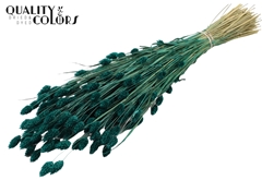 Phalaris Turquoise 60cm 220gram