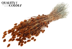 Phalaris Terra 60cm 220gram