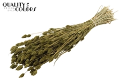 Phalaris Olive 60cm 220gram