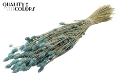 Phalaris Fr. Blue 60cm 220gram