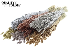 Phalaris Metal Mixed 60cm 220gram