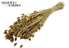 Phalaris Gold 60cm 220gram