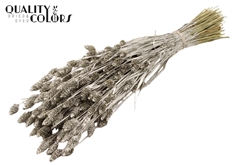 Phalaris Platina 60cm 220gram