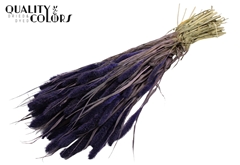 Setaria Purple 70cm 200gram