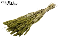 Setaria Li. Green 70cm 200gram