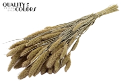 Setaria White 70cm 200gram