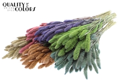 Setaria Mixed Frosted 70cm 200gram