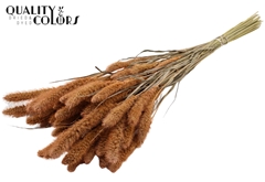 Setaria Salmon 70cm 200gram