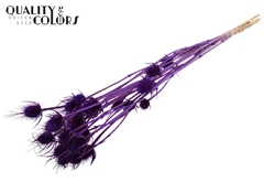 Cardi 5 Bl. Purple