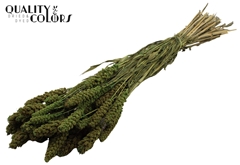 Gierst Li. Green 70cm 250gram