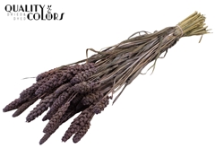 Gierst Fr. Milka 70cm 250gram