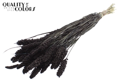 Gierst Black 70cm 250gram